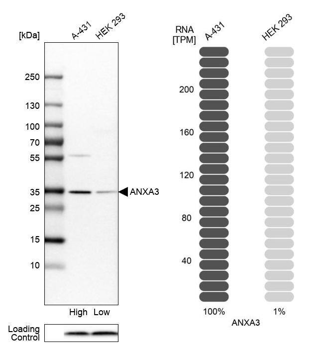 Annexin A3 Antibody - BSA Free Western Blot: Annexin A3 Antibody - BSA Free [NBP1-90155]