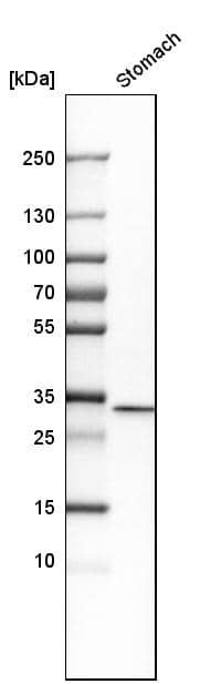Annexin A10 Antibody - BSA Free Western Blot: Annexin A10 Antibody - BSA Free [NBP1-90156]
