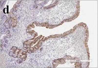 Annexin A10 Antibody