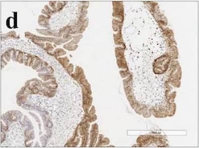 Annexin A10 Antibody