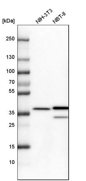 Annexin A1 Antibody - BSA Free Western Blot: Annexin A1 Antibody - BSA Free [NBP1-90161]