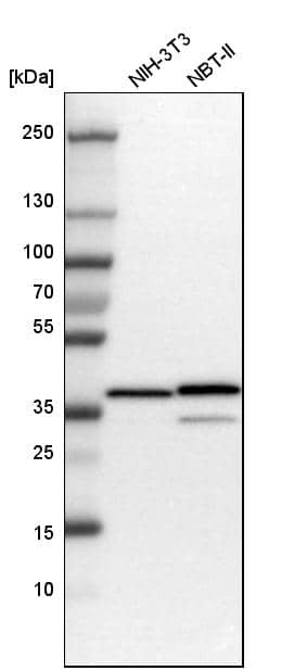 Annexin A1 Antibody - BSA Free Western Blot: Annexin A1 Antibody - BSA Free [NBP1-90162]