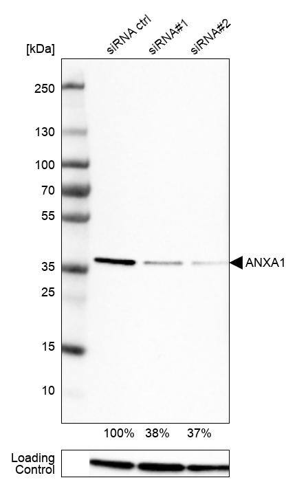 Annexin A1 Antibody - BSA Free Western Blot: Annexin A1 Antibody - BSA Free [NBP1-90162]