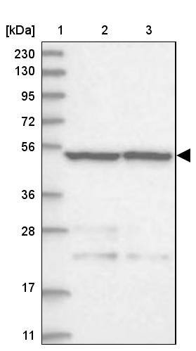 AMSH/STAMBP Antibody - BSA Free Western Blot: AMSH/STAMBP Antibody - BSA Free [NBP1-90172]
