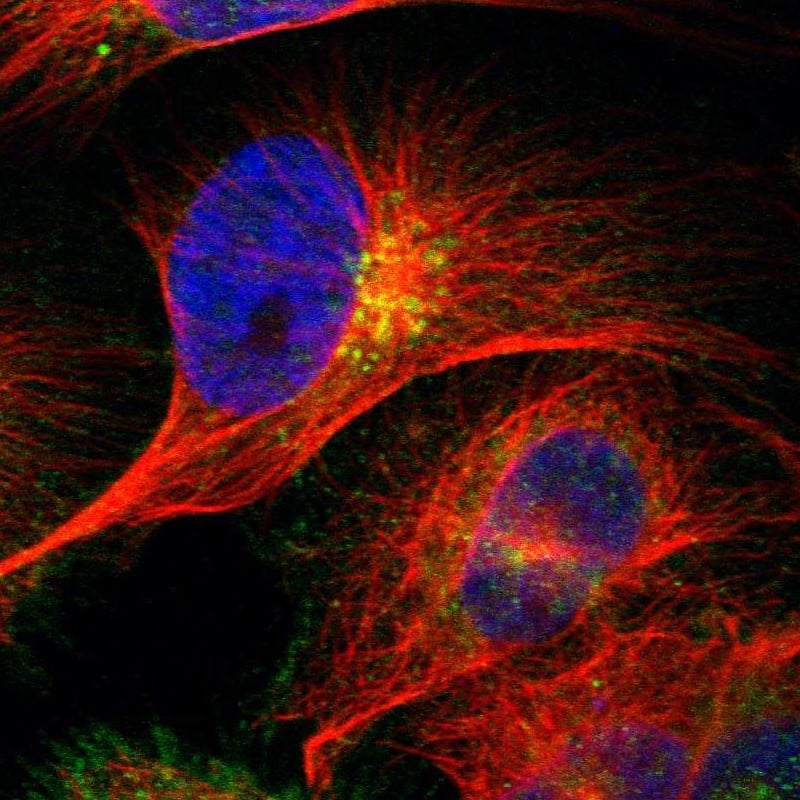 Syndecan-4 Antibody - BSA Free Immunocytochemistry/ Immunofluorescence: Syndecan-4 Antibody [NBP1-90173]