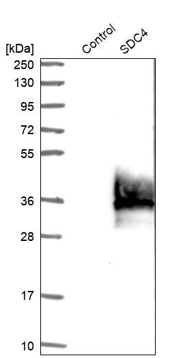 Syndecan-4 Antibody - BSA Free Western Blot: Syndecan-4 Antibody - BSA Free [NBP1-90173]
