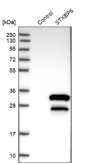 Amisyn Antibody - BSA Free Western Blot: Amisyn Antibody - BSA Free [NBP1-90175]
