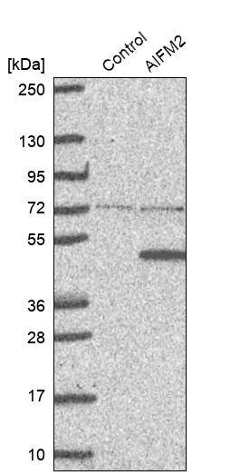 AMID Antibody - BSA Free Western Blot: AMID Antibody - BSA Free [NBP1-90176]