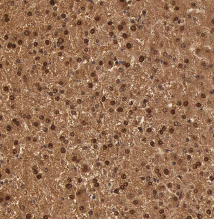 SOD1/Cu-Zn SOD Antibody - BSA Free