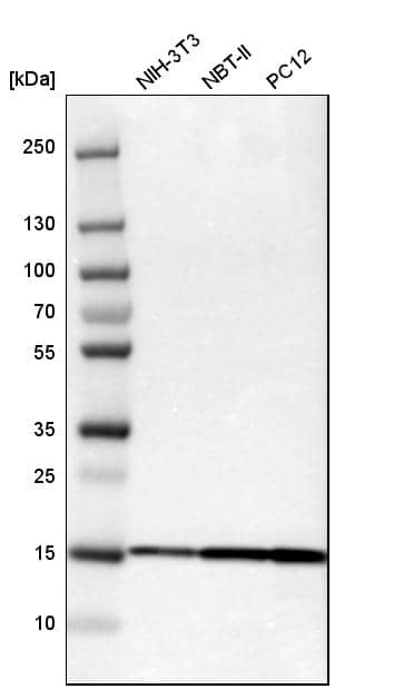 SOD1/Cu-Zn SOD Antibody - BSA Free Western Blot: SOD1/Cu-Zn SOD Antibody - BSA Free [NBP1-90186]