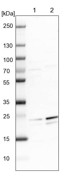 GFER/ALR Antibody - BSA Free Western Blot: GFER/ALR Antibody - BSA Free [NBP1-90187]