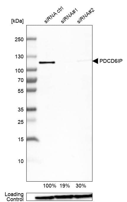 Alix Antibody - BSA Free Western Blot: Alix Antibody - BSA Free [NBP1-90201]