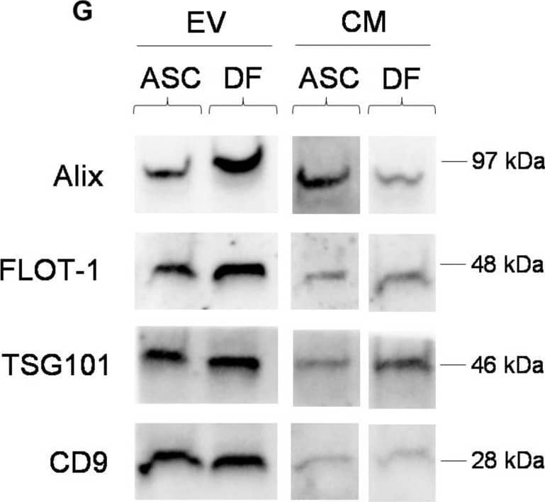 Alix Antibody - BSA Free