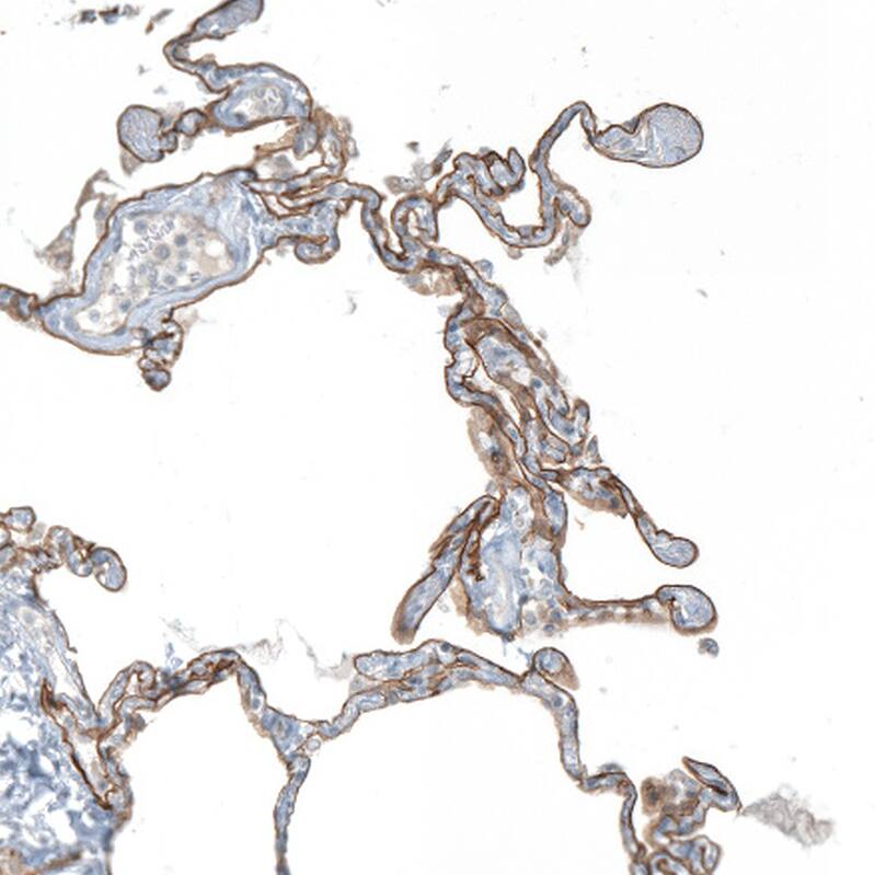 Agrin Antibody - BSA Free Immunohistochemistry-Paraffin: Agrin Antibody [NBP1-90209]