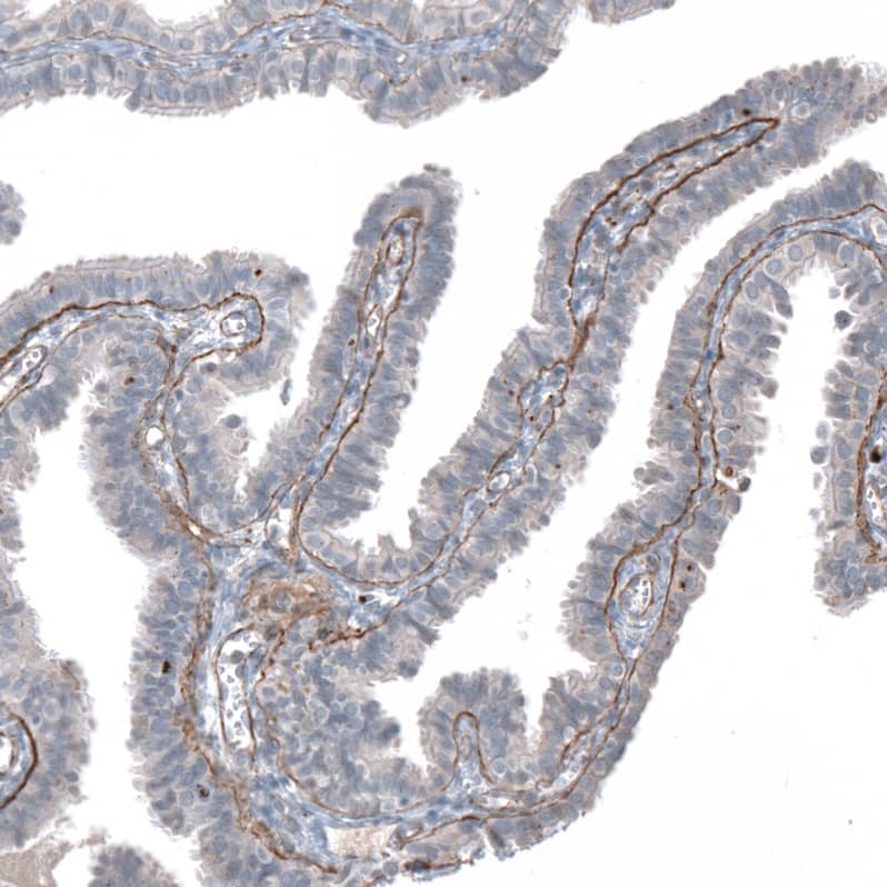 Agrin Antibody - BSA Free Immunohistochemistry-Paraffin: Agrin Antibody [NBP1-90209]