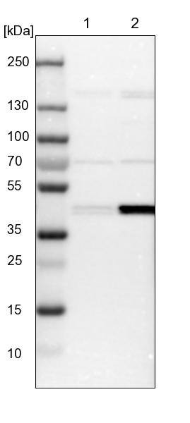 CapG Antibody - BSA Free Western Blot: CapG Antibody - BSA Free [NBP1-90215]