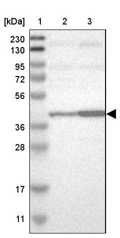 CapG Antibody - BSA Free Western Blot: CapG Antibody - BSA Free [NBP1-90215]