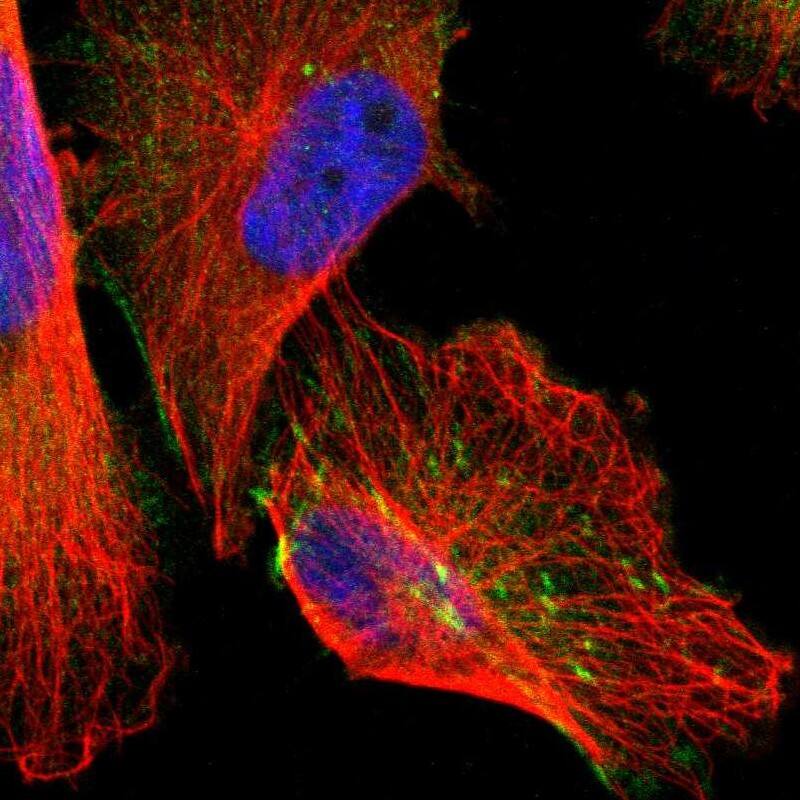AFAP Antibody - BSA Free Immunocytochemistry/ Immunofluorescence: AFAP Antibody [NBP1-90216]
