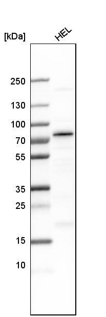 AF9 Antibody - BSA Free Western Blot: AF9 Antibody - BSA Free [NBP1-90217]