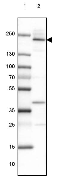 Afadin/AF-6 Antibody - BSA Free Western Blot: Afadin/AF-6 Antibody - BSA Free [NBP1-90218]