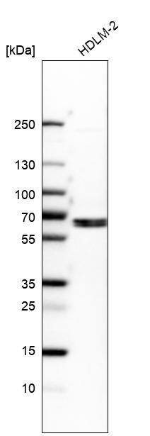 EOGT/AER61 Antibody - BSA Free Western Blot: EOGT/AER61 Antibody - BSA Free [NBP1-90224]