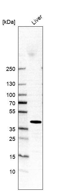 alcohol dehydrogenase 4 Antibody - BSA Free Western Blot: alcohol dehydrogenase 4 Antibody - BSA Free [NBP1-90233]