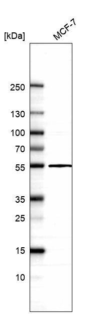 TADA3L Antibody - BSA Free Western Blot: TADA3L Antibody - BSA Free [NBP1-90243]