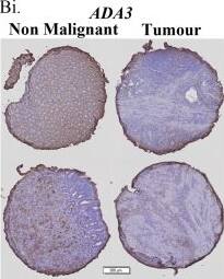 TADA3L Antibody - BSA Free