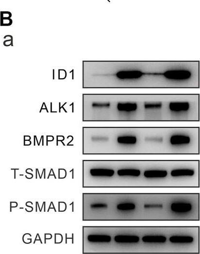 ALK-1 Antibody - BSA Free