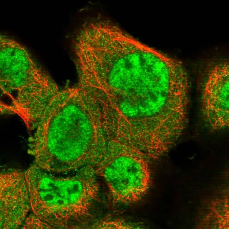 NCOA3/AIB1 Antibody - BSA Free Immunocytochemistry/ Immunofluorescence: NCOA3/AIB1 Antibody - BSA Free [NBP1-90256]