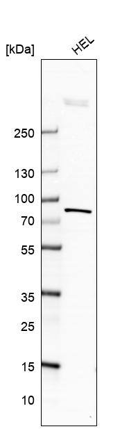 FACL4 Antibody - BSA Free Western Blot: FACL4 Antibody - BSA Free [NBP1-90258]