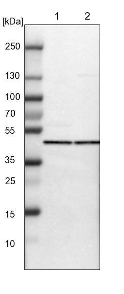 PHACS Antibody - BSA Free Western Blot: PHACS Antibody - BSA Free [NBP1-90260]