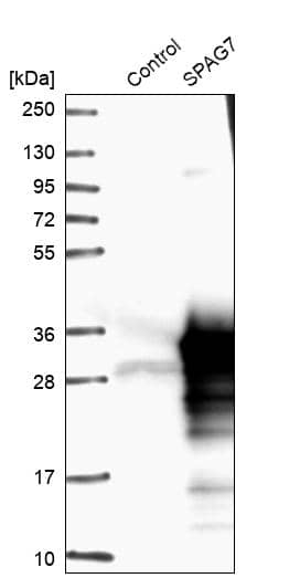 Sperm-associated antigen 7 Antibody - BSA Free Western Blot: Sperm-associated antigen 7 Antibody - BSA Free [NBP1-90261]