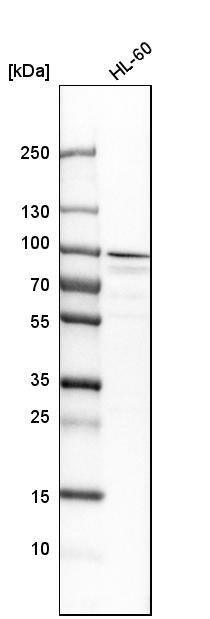 Aconitase 2 Antibody - BSA Free Western Blot: Aconitase 2 Antibody - BSA Free [NBP1-90264]