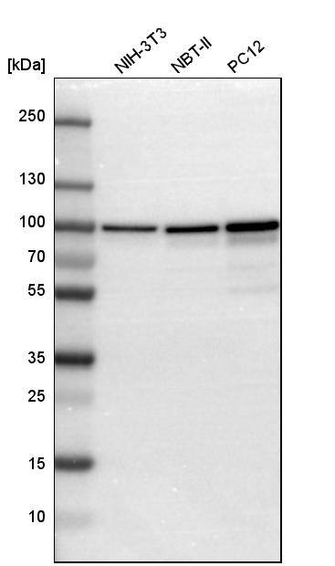 Aconitase 2 Antibody - BSA Free Western Blot: Aconitase 2 Antibody - BSA Free [NBP1-90264]