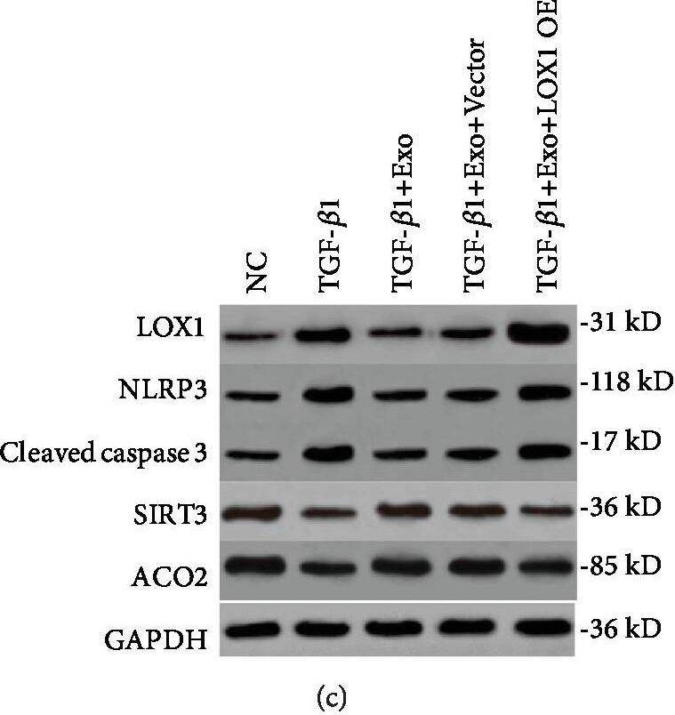 Aconitase 2 Antibody