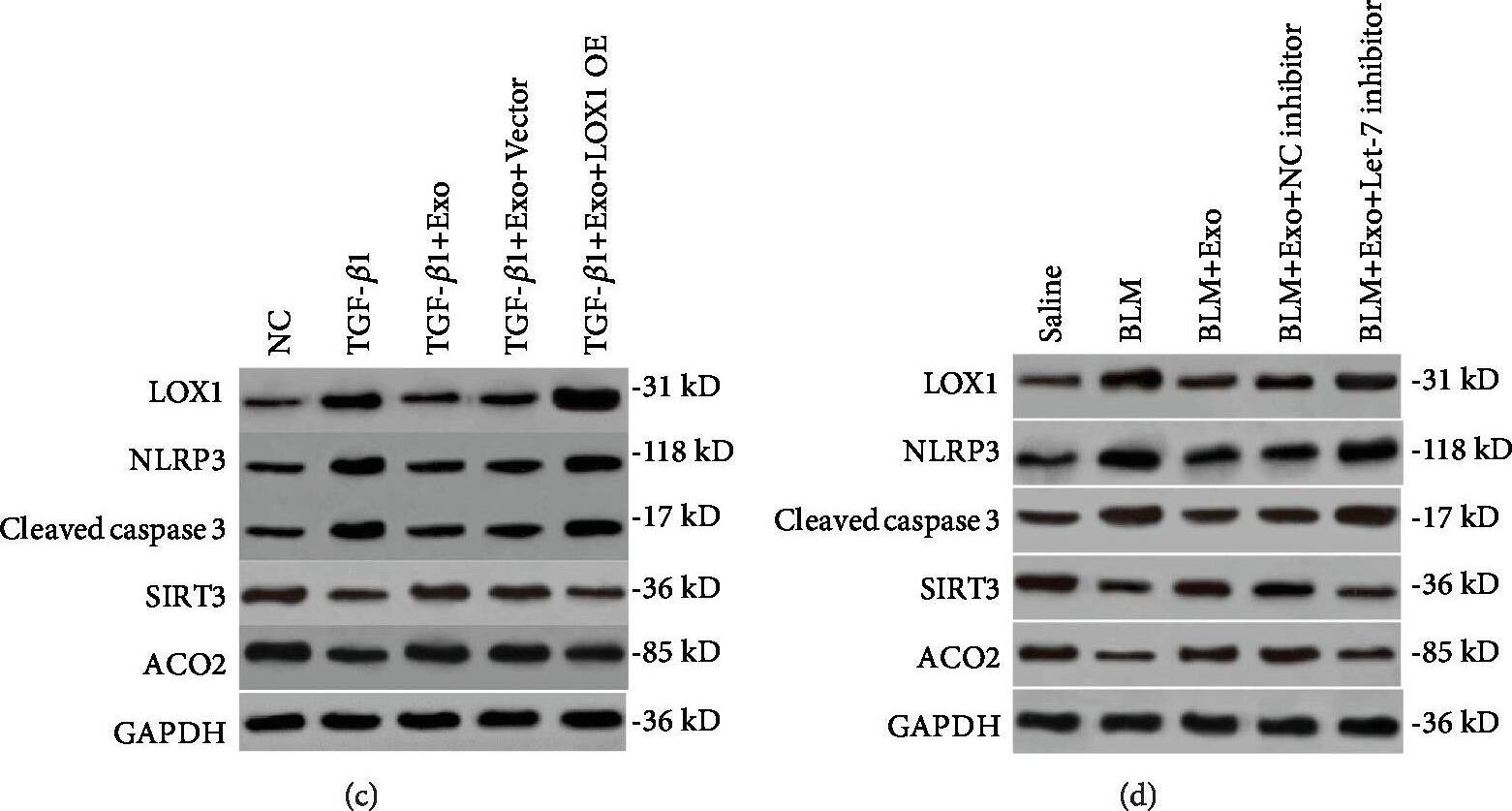 Aconitase 2 Antibody