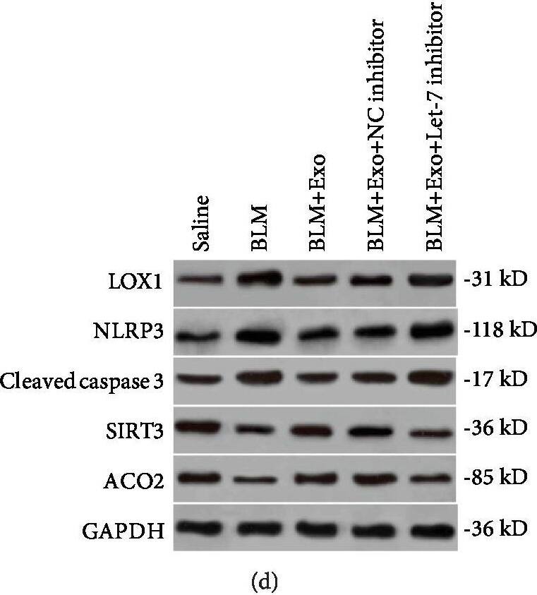 Aconitase 2 Antibody