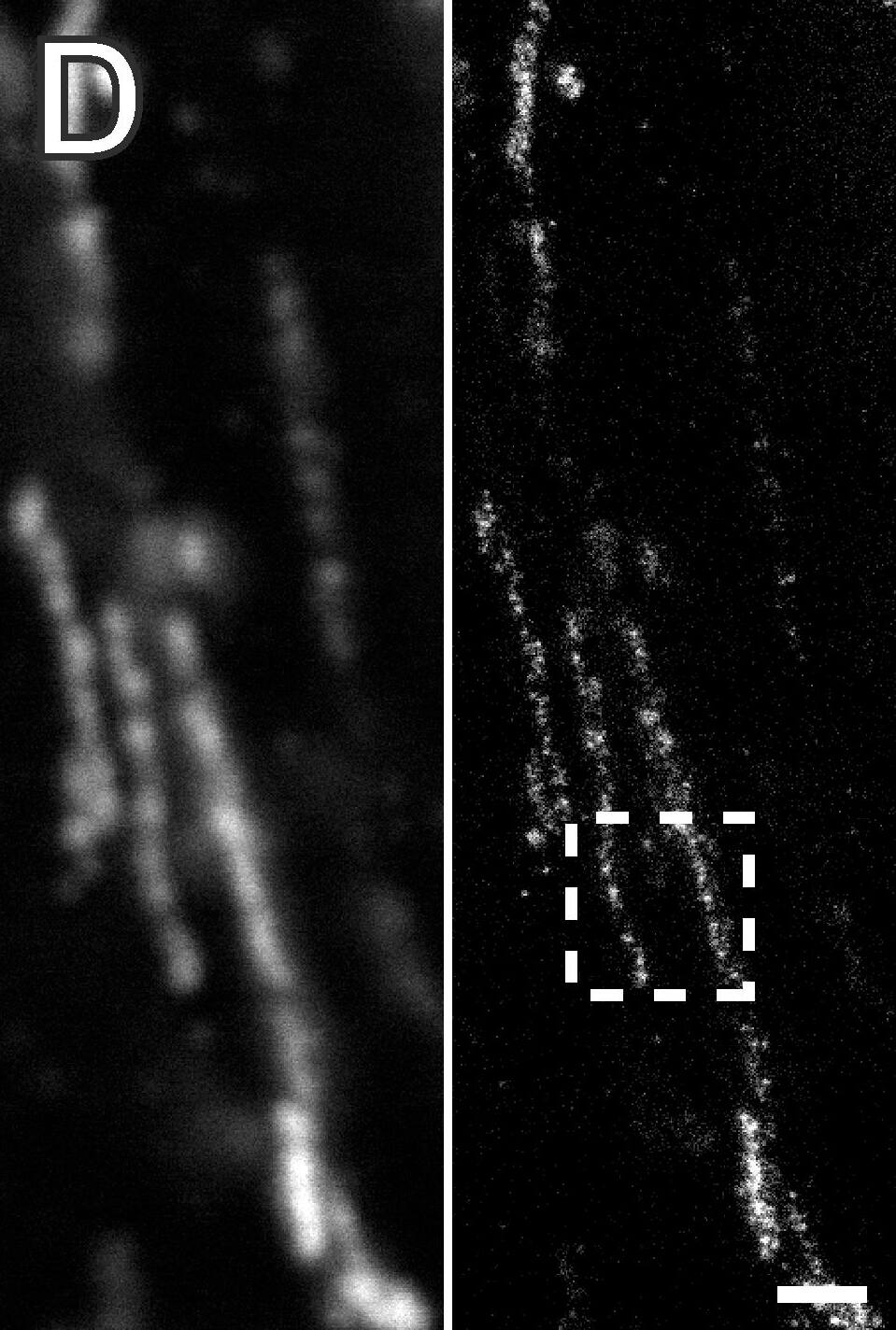 Aconitase 2 Antibody - BSA Free