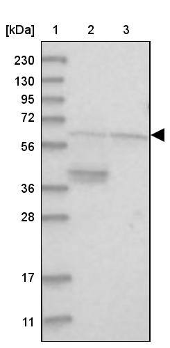 ACF Antibody - BSA Free Western Blot: ACF Antibody - BSA Free [NBP1-90271]