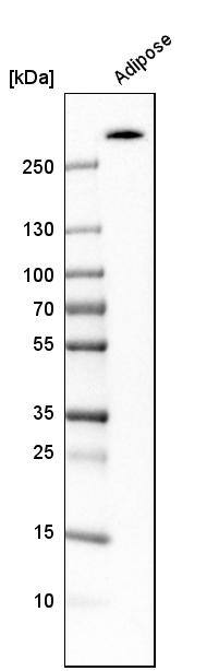 Acetyl Coenzyme A Carboxylase Beta Antibody - BSA Free Western Blot: Acetyl Coenzyme A Carboxylase Beta Antibody - BSA Free [NBP1-90274]