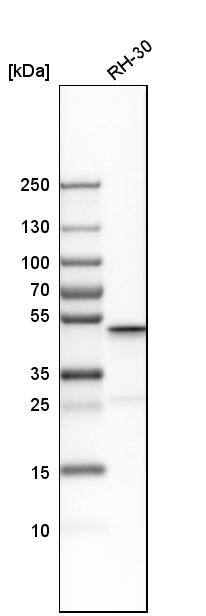 CGI-16 Antibody - BSA Free Western Blot: CGI-16 Antibody - BSA Free [NBP1-90275]