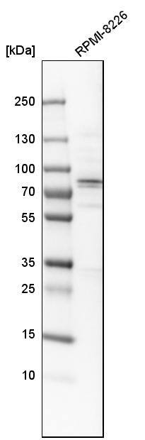 Acetyl CoA synthetase Antibody - BSA Free Western Blot: Acetyl CoA synthetase Antibody - BSA Free [NBP1-90276]