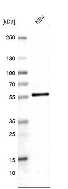 ABRO Antibody - BSA Free Western Blot: ABRO Antibody - BSA Free [NBP1-90282]