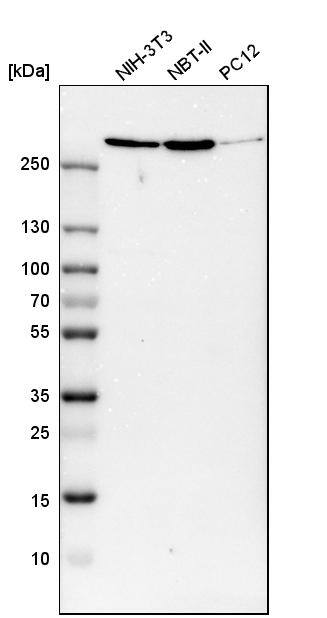 Filamin A Antibody - BSA Free Western Blot: Filamin A Antibody - BSA Free [NBP1-90284]