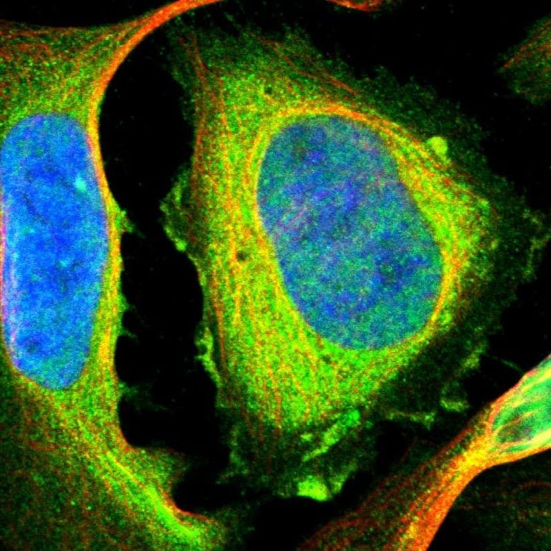 Filamin B Antibody - BSA Free Immunocytochemistry/ Immunofluorescence: Filamin B Antibody [NBP1-90286]