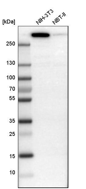 Filamin B Antibody - BSA Free Western Blot: Filamin B Antibody - BSA Free [NBP1-90286]