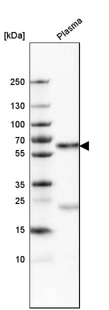 Serpin A3/alpha 1-Antichymotrypsin Antibody - BSA Free Western Blot: Serpin A3/alpha 1-Antichymotrypsin Antibody - BSA Free [NBP1-90295]