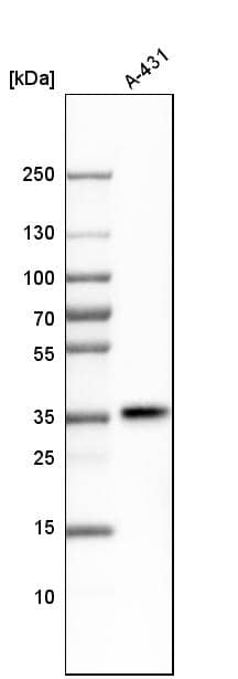 PTK9 Antibody - BSA Free Western Blot: PTK9 Antibody - BSA Free [NBP1-90297]