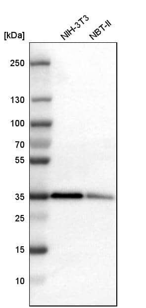 PTK9 Antibody - BSA Free Western Blot: PTK9 Antibody - BSA Free [NBP1-90297]